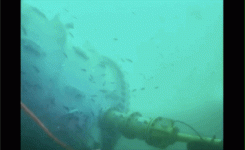 En vivo, mira los peces nadar alrededor del gigantesco centro de datos submarino de Microsoft con 864 servidores